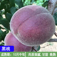 CHUANGSHIJI桃樹果苗早熟嫁接苗特大 盆栽  樹苗冬黑桃皇后 苗果樹 盆栽地載 黑桃 4年苗 81cm(含)-110cm(含)