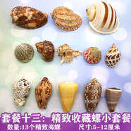 曦凰天然貝殼海螺殼海星珊瑚石兒童玩具裝飾擺件DIY卷貝魚寄居蟹 套餐十三:精致收藏螺小套餐