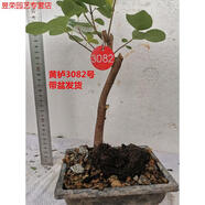 七流婉黃櫨盆景老樁古怪樁熟樁北京香山紅葉樹樁冬季耐寒實物 銀色 不含盆
