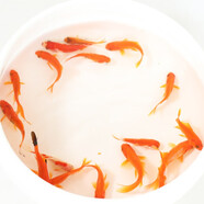 貝冠奇金魚活體觀賞魚草金冷水魚錦鯉活魚小型小金魚寵物冷水活體魚包郵 草金魚6條（3-4cm）