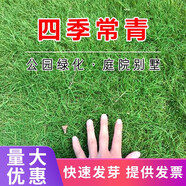 簡雪進(jìn)口草坪種子草籽矮生四季青庭院綠化四季常青護(hù)坡免修剪草種子 四季青種子1斤
