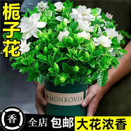 愛你一萬年梔子花盆栽花卉植物室內(nèi)綠植四季好養(yǎng)茉莉花源頭直發(fā)驅(qū)蚊組合包郵 主圖款加侖盆160#梔子花】