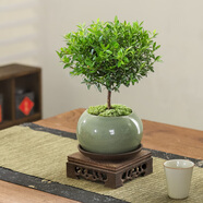 八芽 小葉赤楠盆景擺件室內(nèi)綠植花卉盆栽老樁客廳辦公室桌面好養(yǎng)植物 （綠圓肚盆+苔蘚+底座+方托）