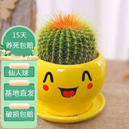 花友仙人球植物超大花卉小盆栽辦公室內(nèi)桌面苗多肉類盆景 黃可愛金冠仙人球+土壤 含盆