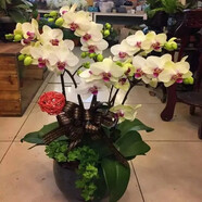 御春閣蝴蝶蘭花苗盆栽室內(nèi)觀花植物桌面陽臺年宵花卉四季開花綠植花卉 粉黛麗蝴蝶蘭+透明原盆+原土