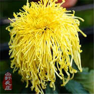 菊花種子四季播種戶外耐寒花卉種籽庭院造景陽臺(tái)盆栽觀賞花草種子 旭日菊花 1包種子240粒+復(fù)合肥+發(fā)芽粉