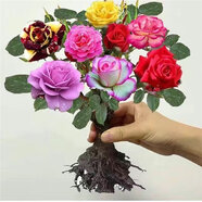 玫瑰花苗花卉盆栽嫁接多色樹樁老根大花陽(yáng)臺(tái)月季薔薇四季耐寒植物 s3嫁接款 2年苗1棵裝少量開(kāi)花
