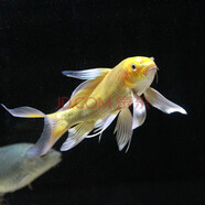 貝冠奇金魚活體觀賞魚草金冷水魚錦鯉活魚小型小金魚寵物冷水活體魚包郵 2條黃龍鳳錦鯉13-16cm