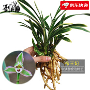 劉閣蘭花蘭花苗世界上超香四季蘭帝王妃 金邊矮種夏帶濃香花苞花卉盆栽 2大壯苗+1包土
