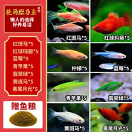 卡奇魚 斑馬魚 淡水魚 觀賞魚 小型觀賞魚 熱帶魚 蝶翼斑馬熒光好養(yǎng)易活 八色套餐C（圖上每種各5條）