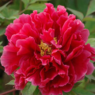 牡丹花苗 正宗洛陽(yáng)牡丹花苗大苗盆栽花卉牡丹苗 庭院牡丹樹(shù)苗地載室外觀(guān)賞植物好養陽(yáng)臺 花王5-7分支（當年開(kāi)花） 樹(shù)苗