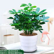 大型室內客廳盆栽花卉八方來(lái)財鴨腳木綠植七葉蓮發(fā)財樹(shù)鴨掌木 八方來(lái)財送潔白螺紋盆