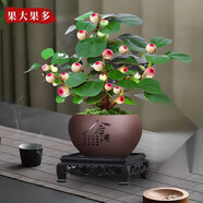 小盼菩提樹(shù)盆栽帶果植物禪意擺件室內花辦公室綠植盆景客廳好養 小盼菩提+舍得陶瓷盆+復古