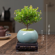金絲楠木盆裁小葉赤楠盆景造型金絲楠木盆景小葉楨楠樹苗 3年+【藍(lán)瓷冰裂】+底座+活苔蘚 帶盆栽好