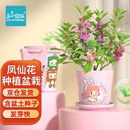 IAM City Farmer鳳仙花迷你盆栽 兒童種植小盆栽種子學(xué)生幼兒園diy觀察綠植10024