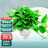 雙盟綠蘿盆栽除甲醛辦公室新房?jī)艋諝?80款白色吸水盆4盆源頭直發(fā)