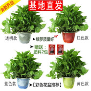 小冤家綠蘿盆栽室內(nèi)花卉綠植綠籮水養(yǎng)花卉盆景桌面辦公客廳水培大葉綠色 180#彩色吸水盆+肥料2包