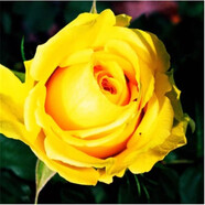 秋之果香 玫瑰花苗15.8元5棵可自選顏色四季開(kāi)花六年老樁大苗盆栽花卉綠植月季花苗包成活 14黃金玫瑰【5顆】 不含盆