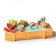 花藝萌多肉植物組合盆栽含盆含土創(chuàng)意diy拼盤花盆肉肉植物室內(nèi)綠植花卉 可愛青蛙 含盆