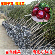 CHUANGSHIJI櫻桃樹苗 大果樹果苗 果樹苗北南方種植當(dāng)年結(jié)果櫻桃苗 櫻桃樹 7年苗（當(dāng)年多量結(jié)果） 80cm(含)-89cm(含)