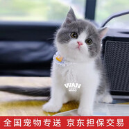 涴喵 純種寵物貓咪活體金銀漸層幼貓全程輔助養(yǎng)貓簽訂合同雙重保障 寵物級 藍白幼貓