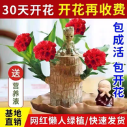 巴西木幸運開花帶芽巴坦木盆財神格魯特盆栽客廳水培植物 紅色花巴西木+蓮花盆+格魯特+營 含盆