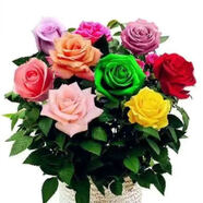 玫瑰花苗花卉盆栽嫁接多色樹樁老根大花陽臺月季薔薇四季耐寒植物 s9嫁接款 2年苗1棵裝少量開花