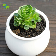 馨音多肉植物24款貴貨區(qū)辦公室室內(nèi)萌肉 植物盆栽組合 玉露 肉肉植物 山地玫瑰 +塑料盆+土