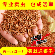 KERRY面包蟲(chóng)活體飼料黃粉蟲(chóng)鳥(niǎo)魚(yú)龜蜥蜴金龍魚(yú)鬃獅蝎子守宮食物幼體幼蟲(chóng) 試吃裝400條鑷子麥麩【80%選擇】
