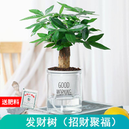 綠有意綠植盆栽多肉花卉盆栽植物室內桌面水培綠植辦公室客廳植物懶人 發(fā)財樹(shù)（招財聚福）
