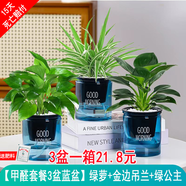 綠有意綠植盆栽多肉花卉盆栽植物室內桌面水培綠植辦公室客廳植物懶人 吸甲3盆】綠蘿+金邊吊蘭+金鉆