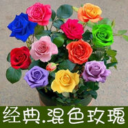 申堰【稀有品種】濃香型四季開(kāi)花高貴玫瑰花苗盆栽花卉室內外觀(guān)花月季 多彩玫瑰 10年老苗拍一發(fā)三送肥料