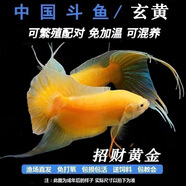 中國(guó)斗魚(yú)活體活魚(yú)冷水觀賞魚(yú)小好養(yǎng)耐活魚(yú)小型淡水自來(lái)水黃金斗魚(yú) 黃金魚(yú)苗2-3公分2條