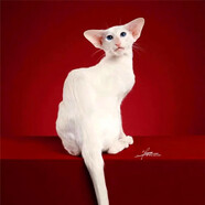 春燕美寵東方短毛貓幼貓純種飛機耳雙血統寵物貓東短貓活體幼崽溫順不掉毛 寵物級 白