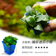 水榕類(lèi)鮮活易養陰性草淡水魚(yú)缸新手小巴榕瓦利斯榕老幽靈辣椒榕 袖珍迷你小榕 - 小方杯