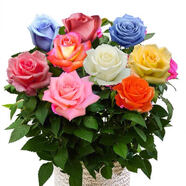 玫瑰花苗花卉盆栽嫁接多色樹樁老根大花陽臺月季薔薇四季耐寒植物 s6嫁接款 5年苗3棵裝開花爆滿