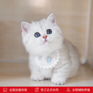 涴喵 蘇氏純種英短幼貓短毛貓大臉貓寵物貓咪活體輔助喂養(yǎng) 寵物級 【銀漸層】