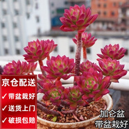 兩腿跑【送貨上門(mén)】三八節多肉植物帶盆桌面盆栽組合綠植花卉幼兒園盆栽 紅稚蓮(帶盆栽好)