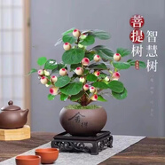 【買一發(fā)二】小盼菩提樹盆栽室內(nèi)室外茶臺辦公室桌面禪意葉老樁 特大苗【買一送一]開爆滿+肥料