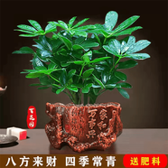 嘆為觀止18種吊蘭任你選金邊吊蘭各種盆栽花卉客廳垂吊桌面植物凈化空氣 鴨腳木【家和萬事興陶瓷盆】 含盆