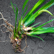 藥材野生石菖蒲水培土培養魚(yú)養龜凈水長(cháng)綠植物盆景居家假山文人草 16棵野生新鮮石菖蒲老龍根隨機發(fā) 裸根帶少量土保濕