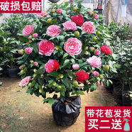 盆栽茶花苗 四季香妃茶花濃香型山茶花樹庭院室內(nèi)好養(yǎng)五色赤丹茶花樹苗花卉植物 精品五色 7年苗