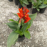 紅人迷大花美人蕉花苗盆栽帶花 花園花鏡陽臺造景搭配多年生觀花植物 綠葉金邊紅花 1加侖新苗 不含盆