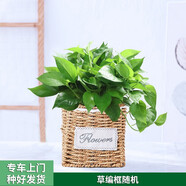 芙洛拉花園【兩小時(shí)達(dá)】綠蘿盆栽凈化空氣除甲醛大型綠植物大葉盆景送禮 草邊框綠蘿