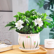 愛你一萬年梔子花盆栽花卉植物室內(nèi)綠植四季好養(yǎng)茉莉花源頭直發(fā)驅(qū)蚊組合包郵 荷葉陶瓷盆【90#梔子花】