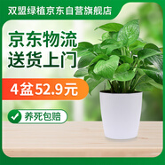 雙盟綠蘿盆栽除甲醛花卉綠植辦公室新房?jī)艋諝?龍蛋豎紋4盆源頭直發(fā)