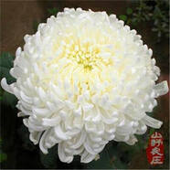 菊花種子四季播種戶外耐寒花卉種籽庭院造景陽(yáng)臺(tái)盆栽觀賞花草種子 瑞雪菊花 1包種子240粒+復(fù)合肥+發(fā)芽粉
