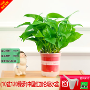 綠有意綠蘿盆栽除甲醛室內(nèi)好養(yǎng)花卉植物綠蘿批發(fā)辦公室新房裝修凈化空氣 120#中國紅吸水盆10盆+壺+10肥 帶盆帶土發(fā)貨
