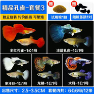 森悠（SARYOR）孔雀魚純種觀賞魚小型淡水好養(yǎng)熱帶魚活體斑馬金魚鳳尾魚繁殖 孔雀魚套餐3