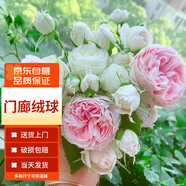 墨一灌木月季花苗特大花盆栽薔薇四季開花 門廊絨球 40cm 源頭直發(fā)